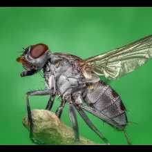 昆虫
