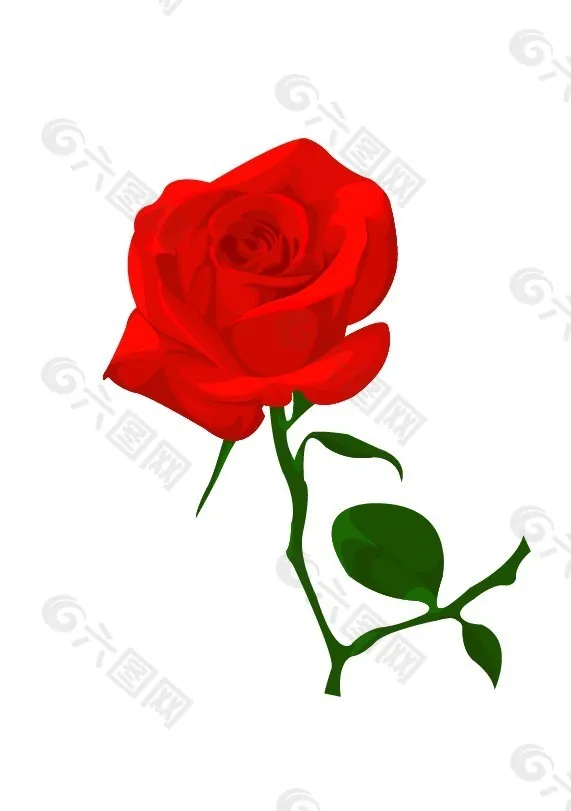 玫瑰花