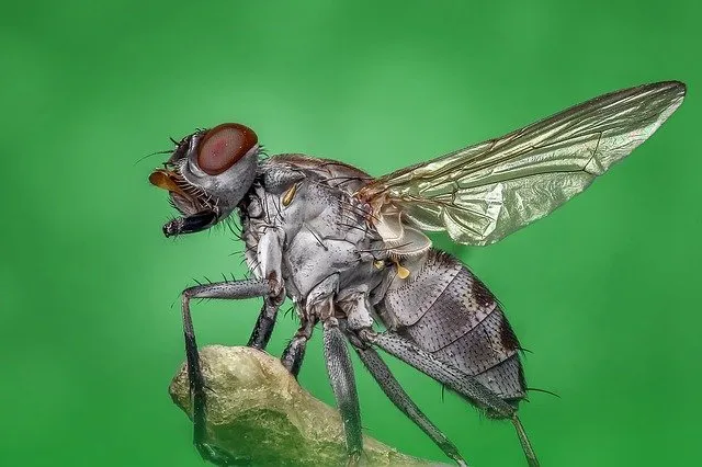 昆虫