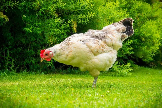鸡蛋