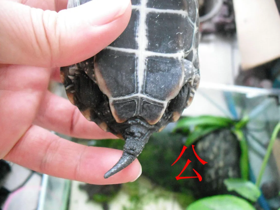 红耳龟